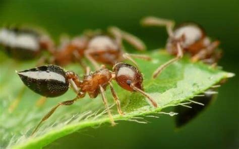 貔貅開光寺廟香港 家裡出現 小螞蟻